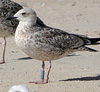 1cy argenteus in November, ringed in Belgium. (25637 bytes)